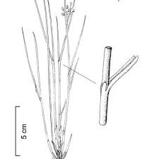 Attēlu rezultāti vaicājumam “Juncus compressus”