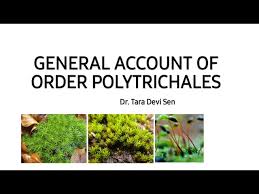 Attēlu rezultāti vaicājumam “Polytrichales”