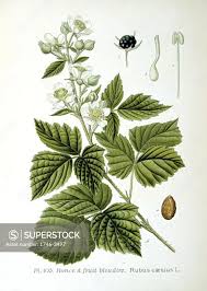 Attēlu rezultāti vaicājumam “Rubus caesius fruit”