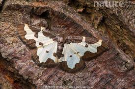 Attēlu rezultāti vaicājumam “Lomaspilis marginata”