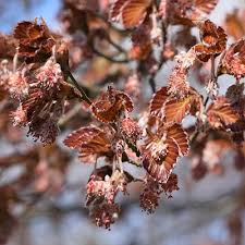 Attēlu rezultāti vaicājumam “Fagus sylvatica fo. purpurea female flower”
