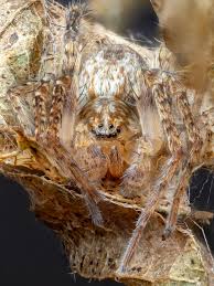 Attēlu rezultāti vaicājumam “Agroeca brunnea”