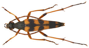 Attēlu rezultāti vaicājumam “Strangalia attenuata”