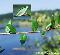 Attēlu rezultāti vaicājumam “Oxycoccus leaf”