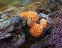 Attēlu rezultāti vaicājumam “Tubifera ferruginosa (subsp. ferruginosa)”