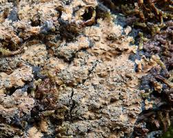 Attēlu rezultāti vaicājumam “Parmeliella triptophylla”