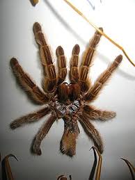 Attēlu rezultāti vaicājumam “exuvia”