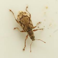 Attēlu rezultāti vaicājumam “Polydrusus tereticollis”