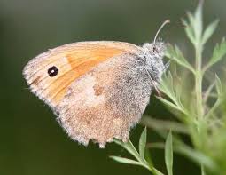 Attēlu rezultāti vaicājumam “Coenonympha pamphilus upperside”