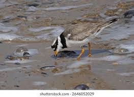 Attēlu rezultāti vaicājumam “Charadrius hiaticula adult”