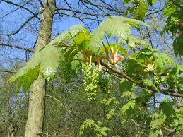 Attēlu rezultāti vaicājumam “Acer pseudoplatanus flower”