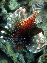 Image result for Pterois miles