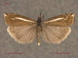 Attēlu rezultāti vaicājumam “Crambus hamella”