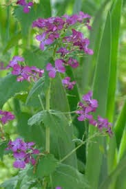 Image result for Lunaria annua