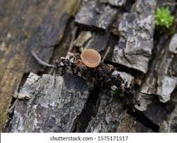 Attēlu rezultāti vaicājumam “Ciboria amentacea”