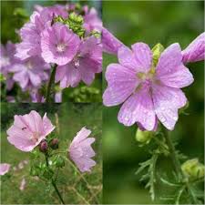 Image result for Malva moschata