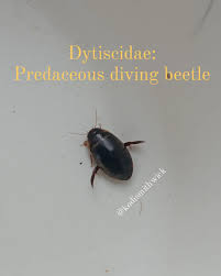 Attēlu rezultāti vaicājumam “Dytiscidae”
