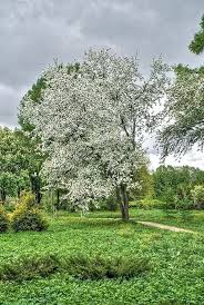 Attēlu rezultāti vaicājumam “Malus mandshurica fruit”