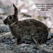 Attēlu rezultāti vaicājumam “Leporida”