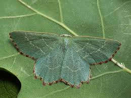 Attēlu rezultāti vaicājumam “Thalera fimbrialis”