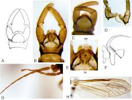 Attēlu rezultāti vaicājumam “Trichocera regelationis”