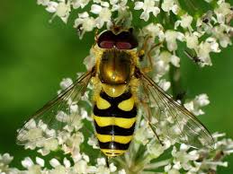 Attēlu rezultāti vaicājumam “Syrphus sp. imago”