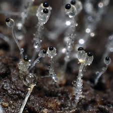 Attēlu rezultāti vaicājumam “Pilobolus crystallinus”