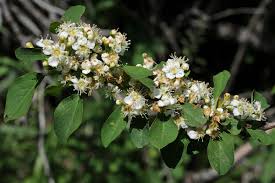 Attēlu rezultāti vaicājumam “Cotoneaster multiflorus”