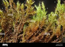 Attēlu rezultāti vaicājumam “Campylium stellatum”