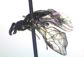 Attēlu rezultāti vaicājumam “Euura brevicornis”