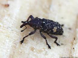 Attēlu rezultāti vaicājumam “Pissodes piniphilus”