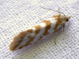 Attēlu rezultāti vaicājumam “Aethes margaritana”