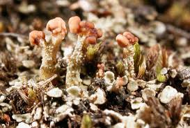 Attēlu rezultāti vaicājumam “Cladonia deformis”