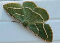 Attēlu rezultāti vaicājumam “Hylaea fasciaria”