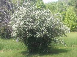 Attēlu rezultāti vaicājumam “Philadelphus lemoinei flower”