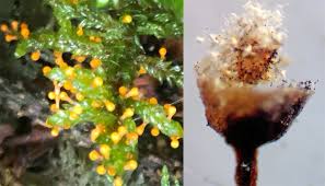 Attēlu rezultāti vaicājumam “Craterium aureonucleatum”