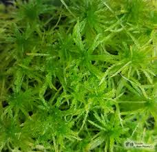 Attēlu rezultāti vaicājumam “Sphagnum girgensohnii”