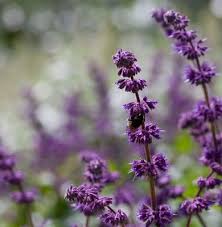 Attēlu rezultāti vaicājumam “Salvia verticillata leaf”