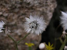 Attēlu rezultāti vaicājumam “Senecio viscosus fruit”