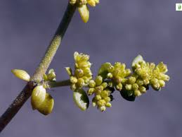 Attēlu rezultāti vaicājumam “Herniaria glabra flower”