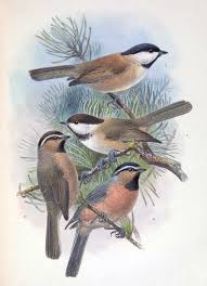 Attēlu rezultāti vaicājumam “Poecile montanus”