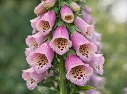 Image result for Digitalis purpurea