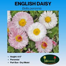 Image result for Bellis perennis