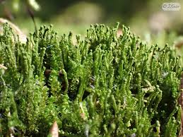 Attēlu rezultāti vaicājumam “Barbilophozia attenuata”