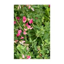 Attēlu rezultāti vaicājumam “Lathyrus tuberosus bud”