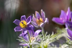 Attēlu rezultāti vaicājumam “Pulsatilla pratensis flower”