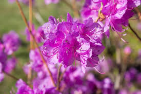 Attēlu rezultāti vaicājumam “Rhododendron sichotense”