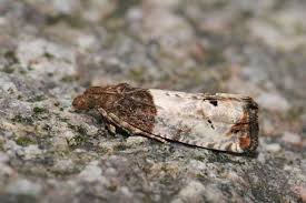 Attēlu rezultāti vaicājumam “Notocelia roborana”