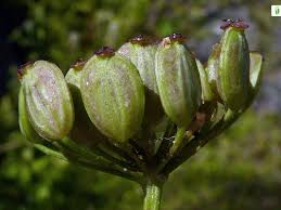 Attēlu rezultāti vaicājumam “Pastinaca sativa subsp. sylvestris flower”