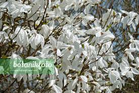 Attēlu rezultāti vaicājumam “Magnolia kobus”